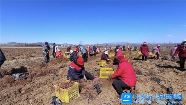 文登區(qū)：“連作丹參”別樣紅