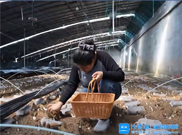 乳山羊肚菌豐收了，北上廣老客戶掐點(diǎn)下單嘗“頭鮮”丨記者蹲點(diǎn)報(bào)道