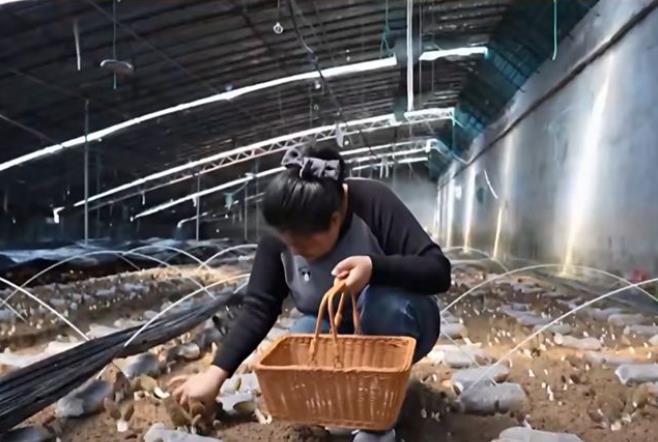 乳山羊肚菌豐收了，北上廣老客戶掐點下單嘗“頭鮮”丨記者蹲點報道