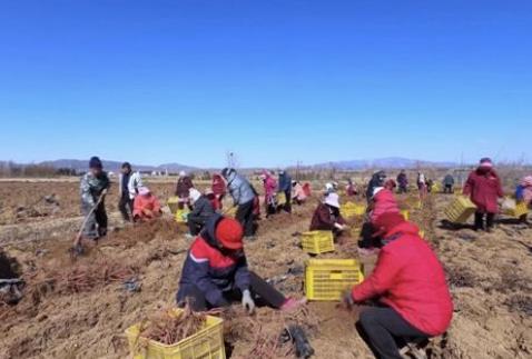 文登區：“連作丹參”別樣紅